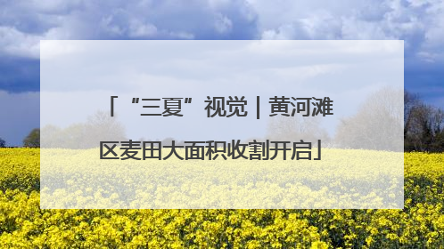 “三夏”视觉｜黄河滩区麦田大面积收割开启