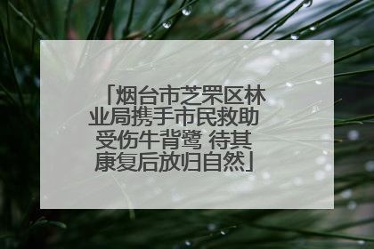 烟台市芝罘区林业局携手市民救助受伤牛背鹭 待其康复后放归自然