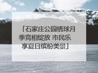 石家庄公园绣球月季竞相绽放 市民乐享夏日缤纷美景