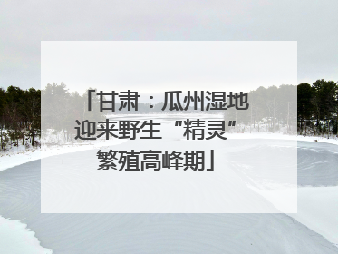 甘肃：瓜州湿地迎来野生“精灵”繁殖高峰期