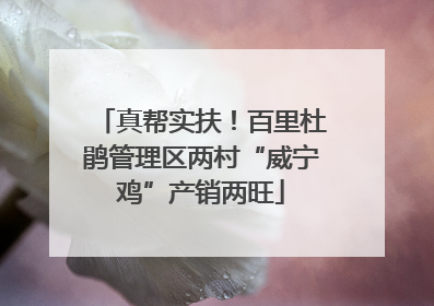 真帮实扶！百里杜鹃管理区两村“威宁鸡”产销两旺