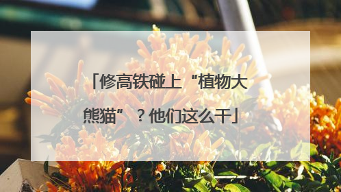 修高铁碰上“植物大熊猫”？他们这么干
