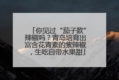 你见过“茄子款”辣椒吗？青岛培育出富含花青素的紫辣椒，生吃自带水果甜