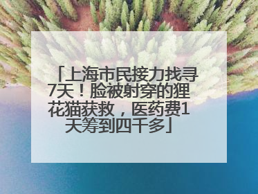 上海市民接力找寻7天！脸被射穿的狸花猫获救，医药费1天筹到四千多