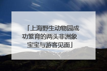 上海野生动物园成功繁育的两头非洲象宝宝与游客见面