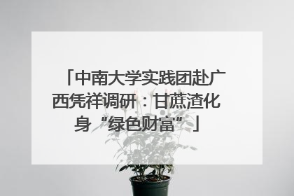 中南大学实践团赴广西凭祥调研：甘蔗渣化身“绿色财富”