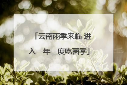 云南雨季来临 进入一年一度吃菌季