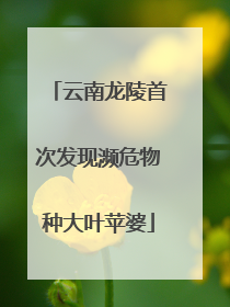 云南龙陵首次发现濒危物种大叶苹婆