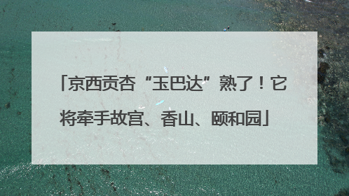 京西贡杏“玉巴达”熟了！它将牵手故宫、香山、颐和园