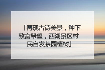 再现古诗美景，种下致富希望，西湖景区村民自发茶园植树