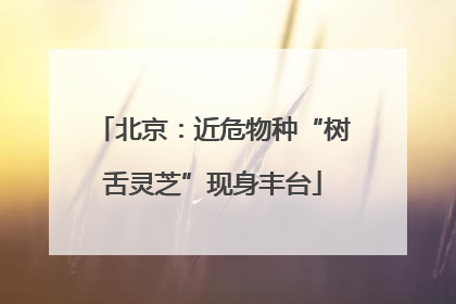 北京：近危物种“树舌灵芝”现身丰台