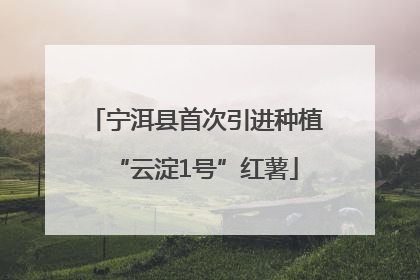 宁洱县首次引进种植“云淀1号”红薯