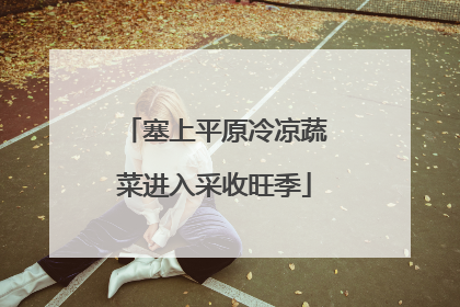 塞上平原冷凉蔬菜进入采收旺季