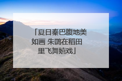 夏日秦巴腹地美如画 朱鹮在稻田里飞舞嬉戏