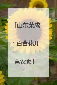 山东荣成：百合花开富农家