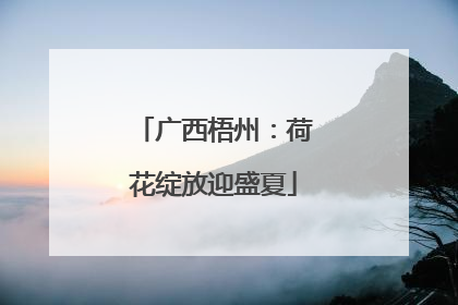 广西梧州：荷花绽放迎盛夏