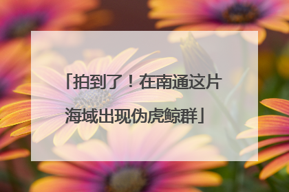 拍到了！在南通这片海域出现伪虎鲸群