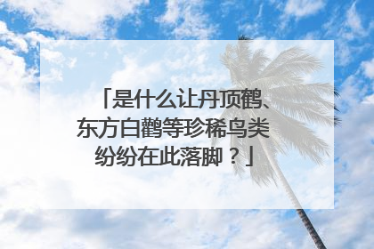 是什么让丹顶鹤、东方白鹳等珍稀鸟类纷纷在此落脚？