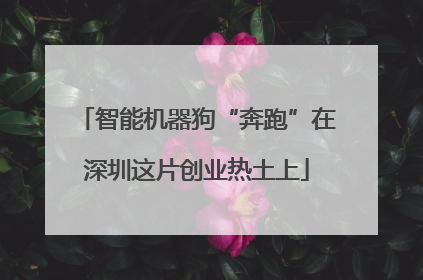 智能机器狗“奔跑”在深圳这片创业热土上