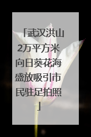 武汉洪山2万平方米向日葵花海盛放吸引市民驻足拍照