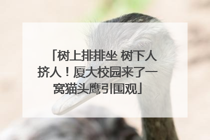 树上排排坐 树下人挤人！厦大校园来了一窝猫头鹰引围观