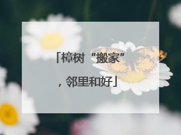 樟树“搬家”，邻里和好