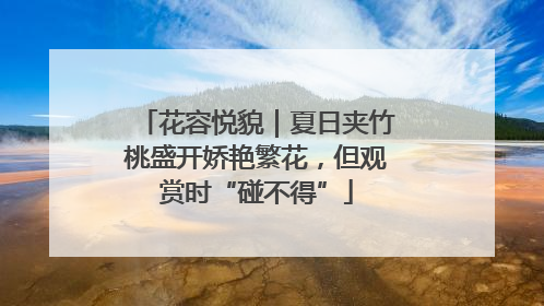 花容悦貌｜夏日夹竹桃盛开娇艳繁花，但观赏时“碰不得”