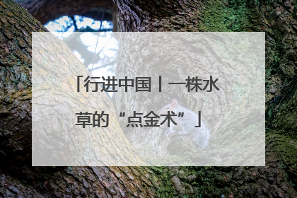 行进中国丨一株水草的“点金术”