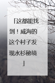 这都能找到！威海的这个村子发现水杉秘境