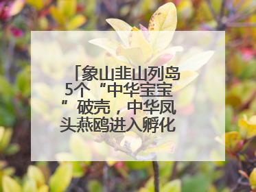 象山韭山列岛5个“中华宝宝”破壳，中华凤头燕鸥进入孵化育儿关键期