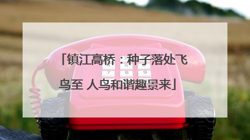 镇江高桥：种子落处飞鸟至 人鸟和谐趣景来