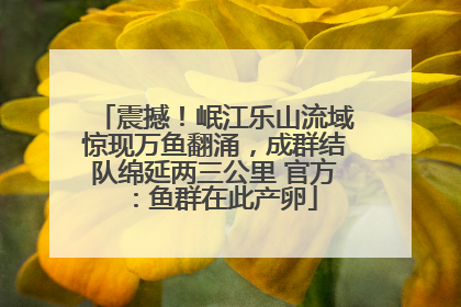 震撼！岷江乐山流域惊现万鱼翻涌，成群结队绵延两三公里 官方：鱼群在此产卵