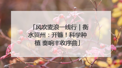 风吹麦浪一线行｜衡水冀州：开镰！科学种植 奏响丰收序曲