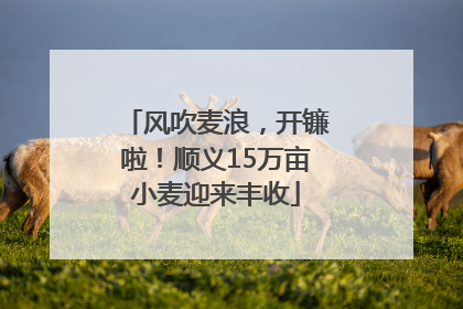 风吹麦浪，开镰啦！顺义15万亩小麦迎来丰收