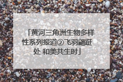 黄河三角洲生物多样性系列报道②飞羽翩跹处 和美共生时