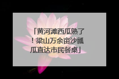 黄河滩西瓜熟了！梁山万余亩沙瓤瓜直达市民餐桌