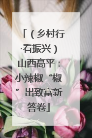 （乡村行·看振兴）山西高平：小辣椒“椒”出致富新答卷